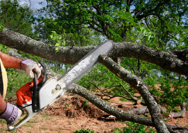 Best Lawn Drainage Solutions  in Susan Moore, AL